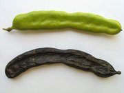 180px-Carobs.JPG