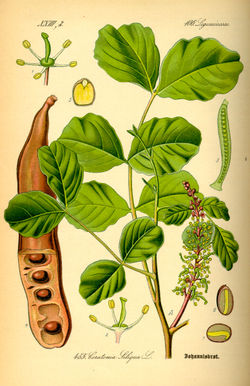 carob.jpg